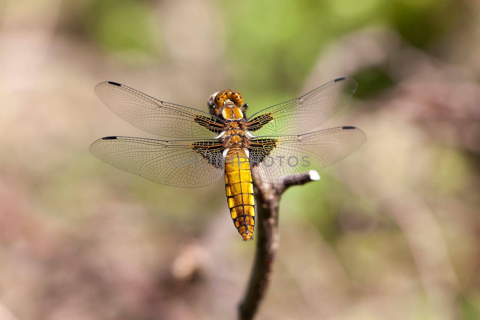 Flat belly - Libellula depressa - females in a macro photo