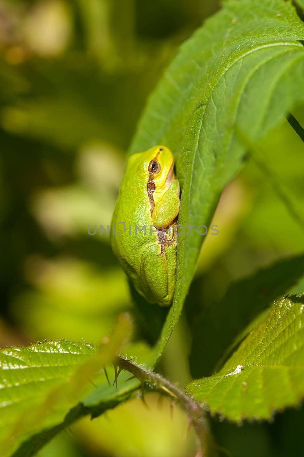 European tree frog - Hyla arborea in a side view