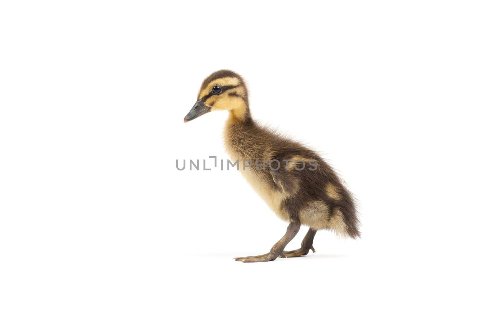 Indian Runner