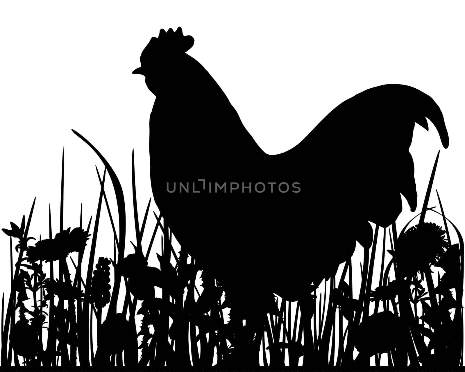 Rooster on meadow