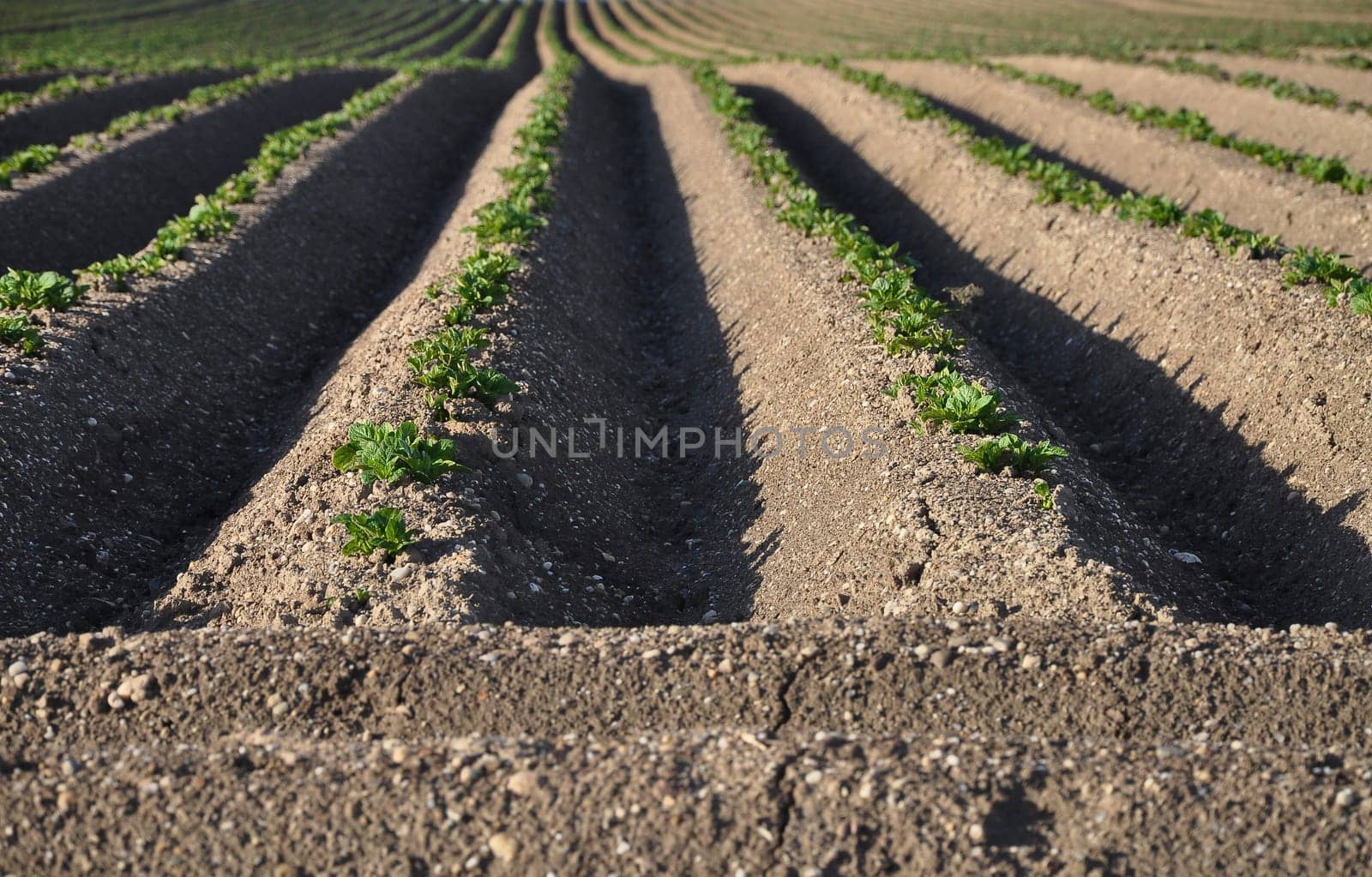Potato field
