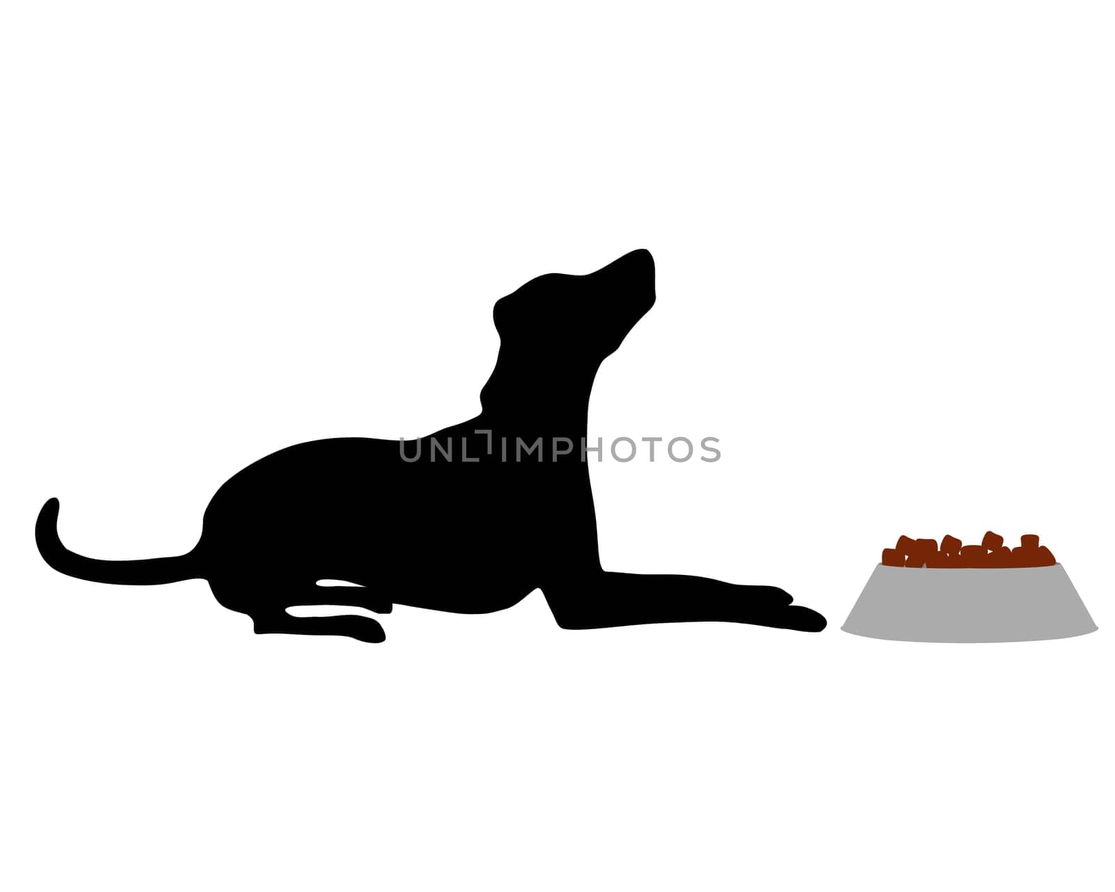 Feeding a dog