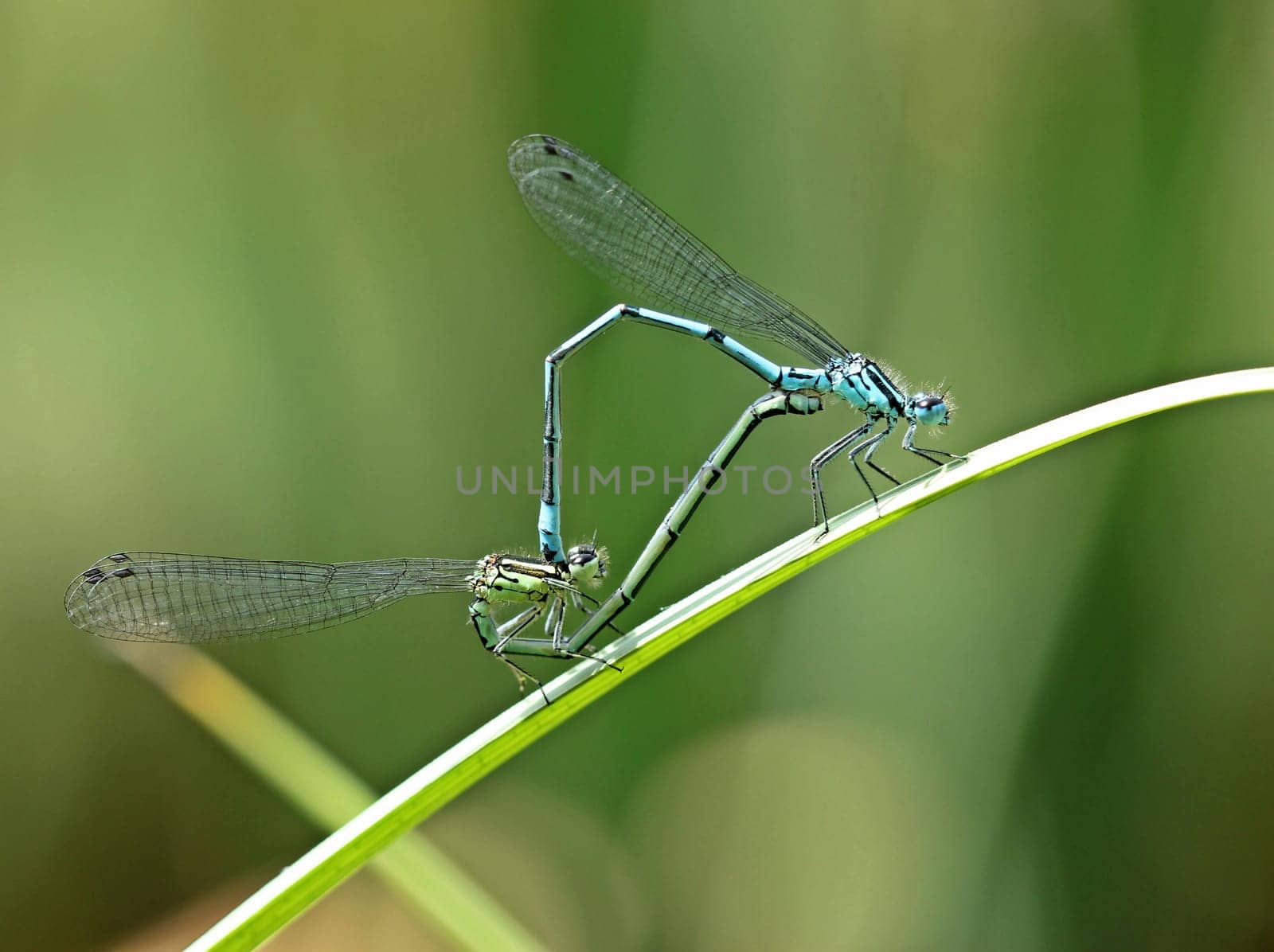 Pairing wheel of the horseshoe azurmaids (Coenagrion puella)