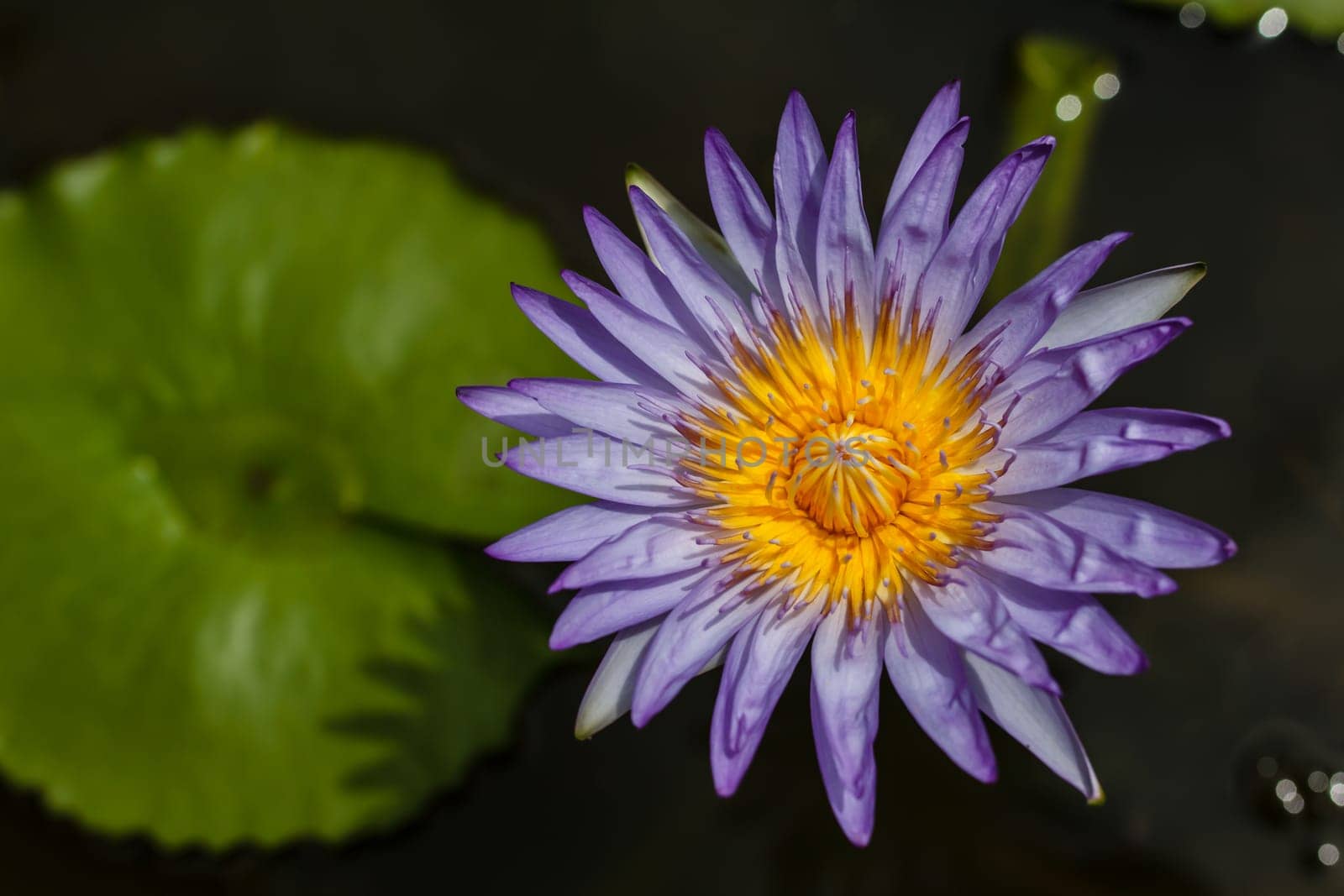 purple lotus in pond, background