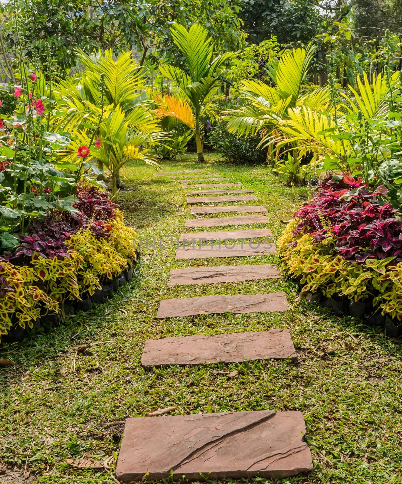 Stone pathway in garden