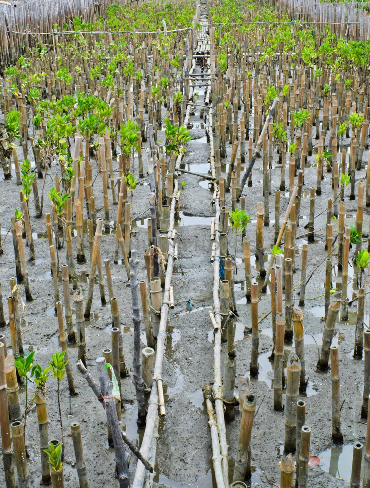 Mangrove plantation