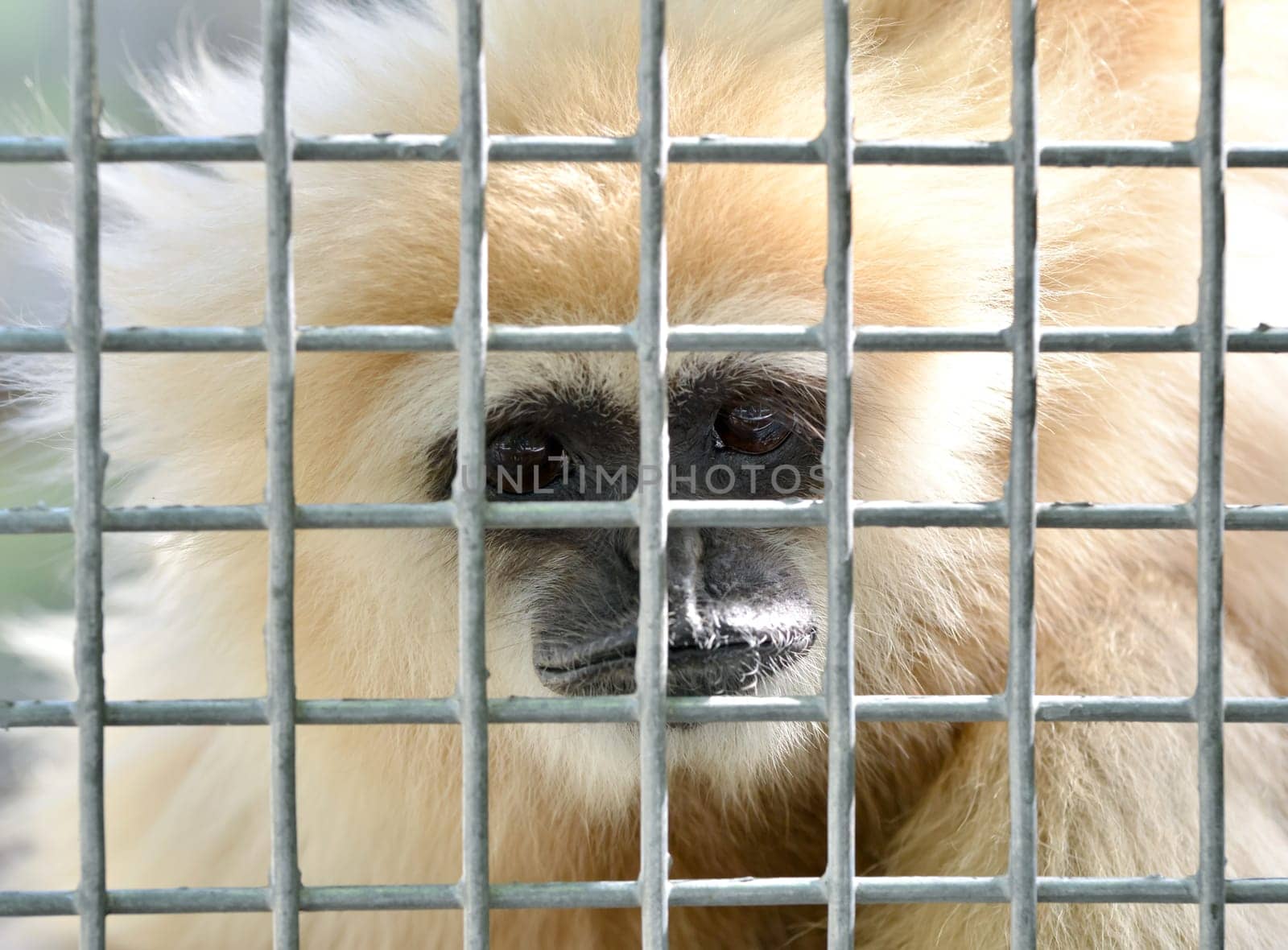 unhappy expression gibbon in cage