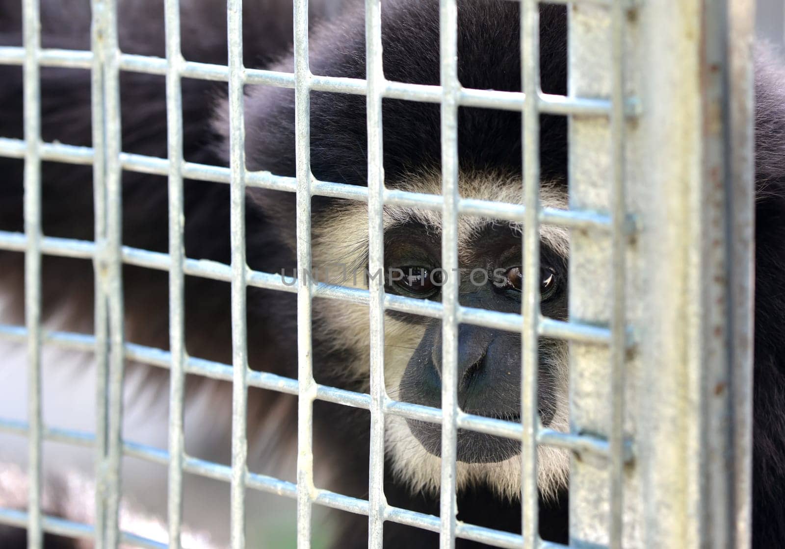 unhappy expression gibbon in cage