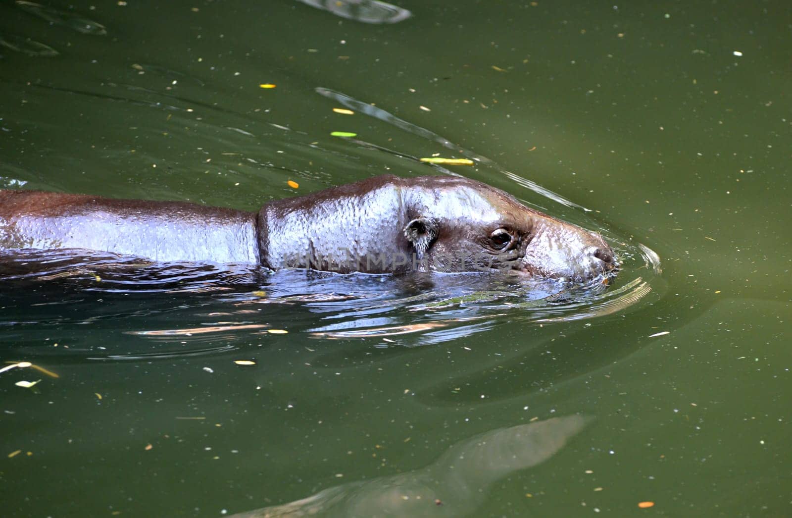 a pygmy hippo swimming in the water