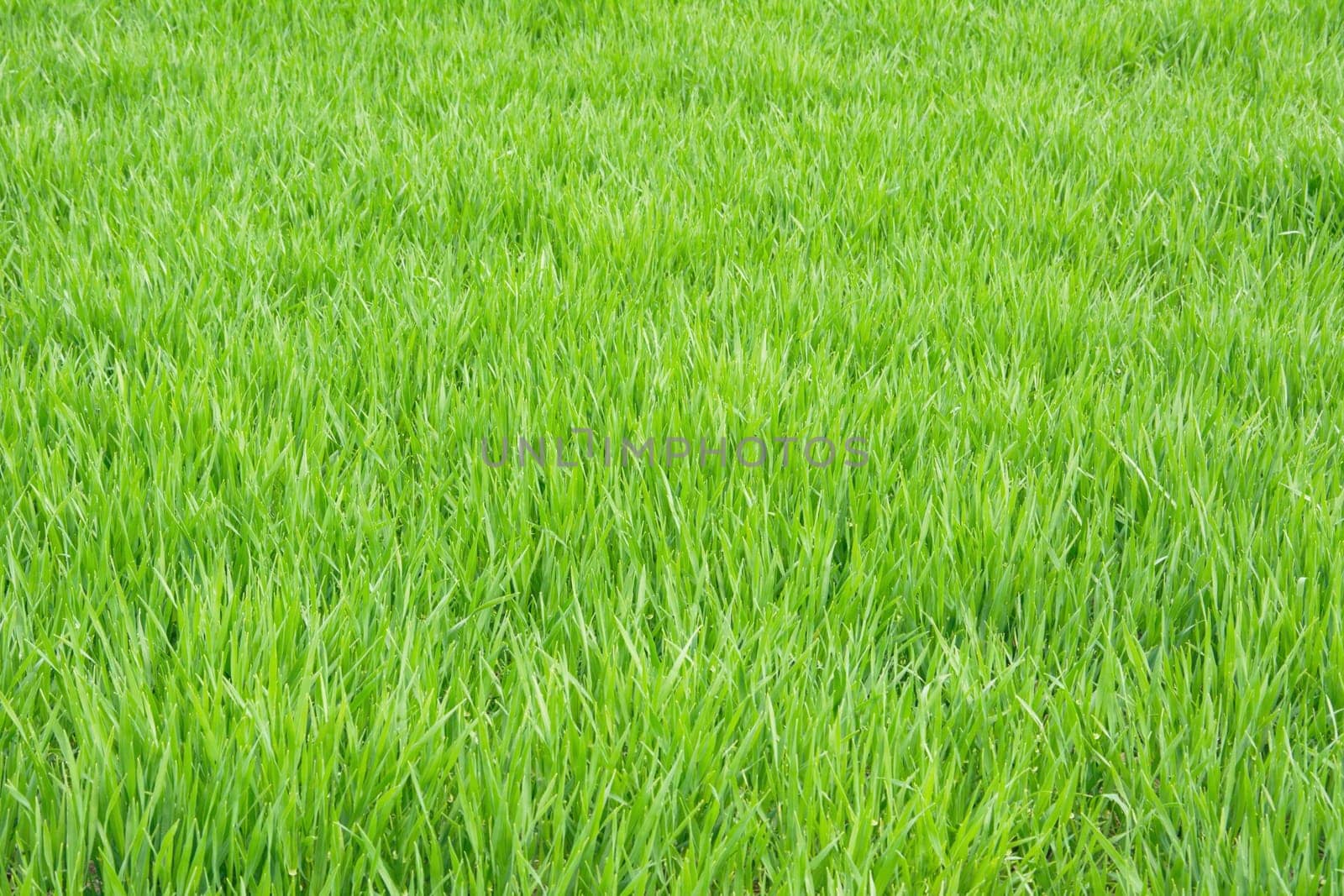 green meadow background