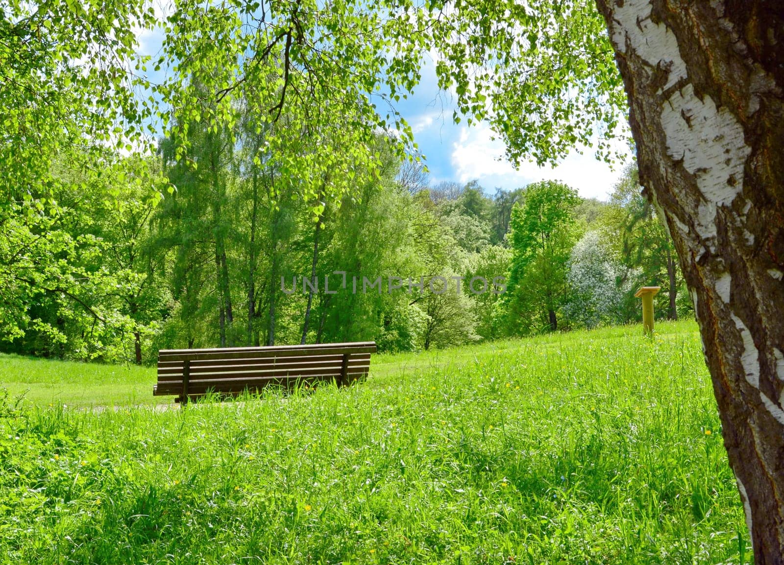 Park bench in nature