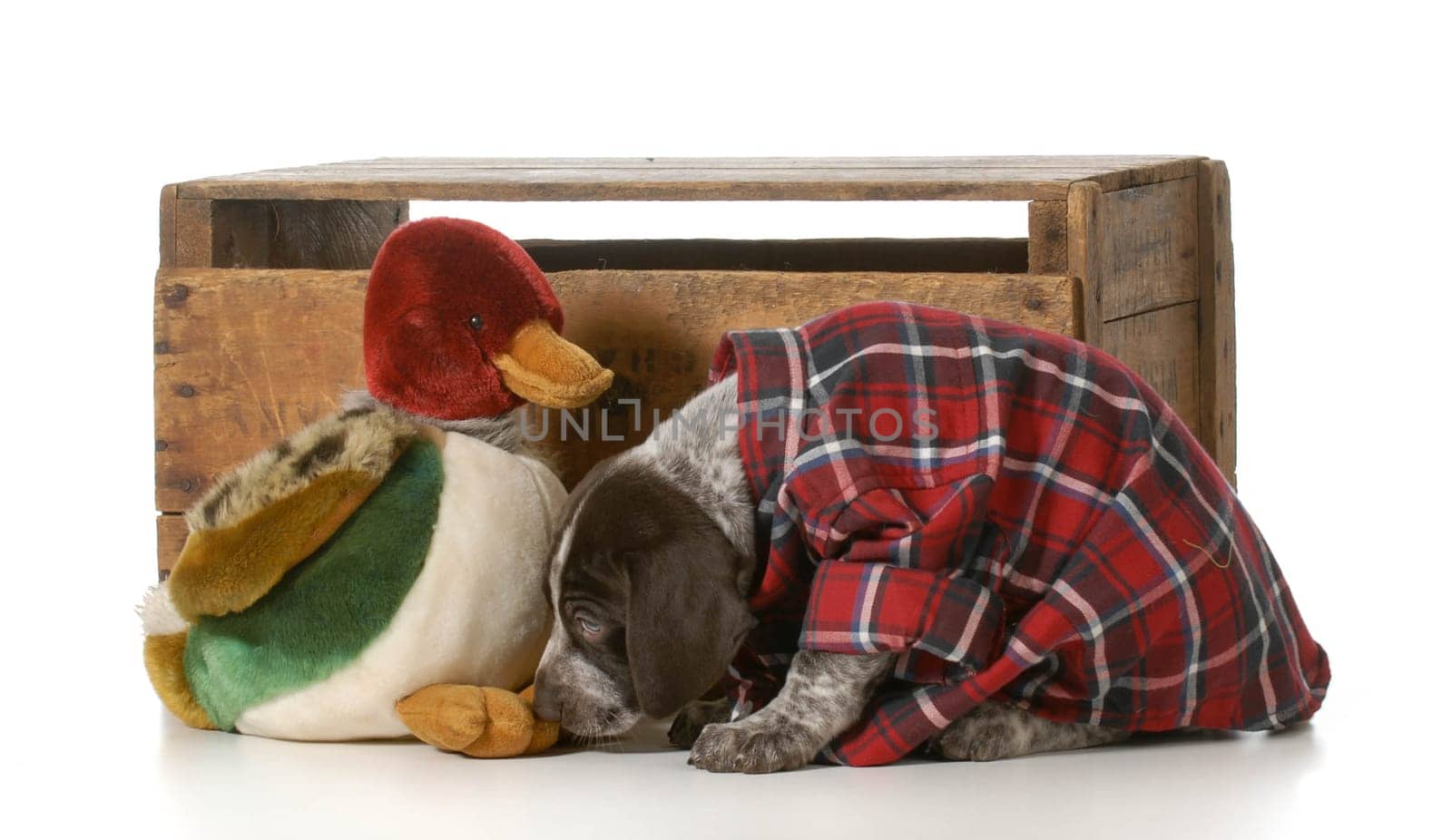 german shorthaired pointer hunting dog on white background
