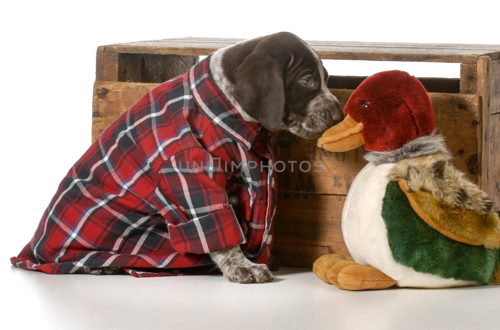 german shorthaired pointer hunting dog on white background