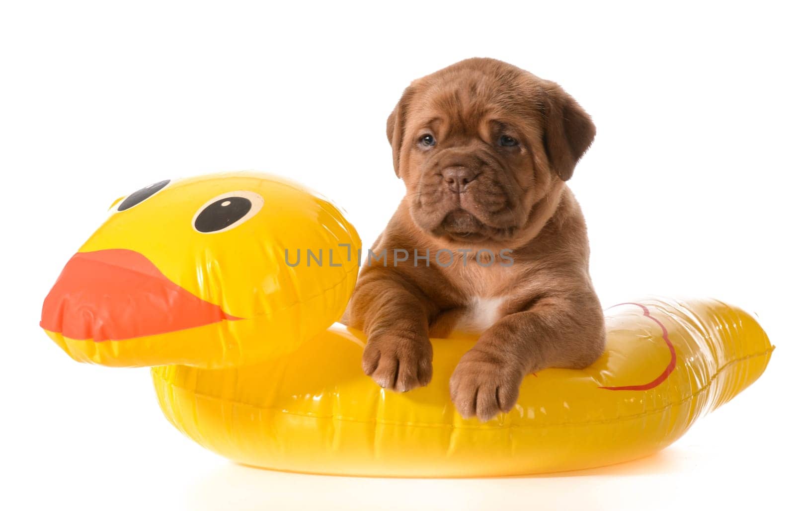 dog water safety - dogue de bordeaux in floatation device