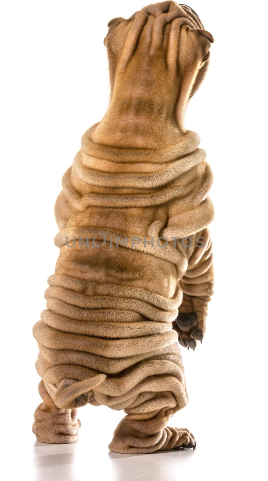 chinese shar pei standing up on back legs isolated on white background