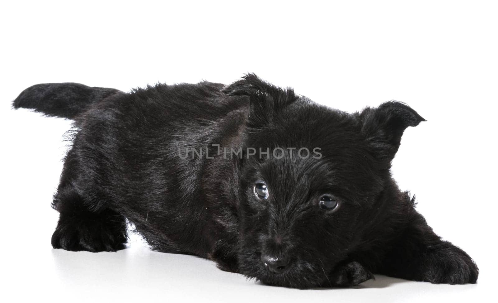 Scottish Terrier puppy in play bow isolated on white background - 4 weeks old