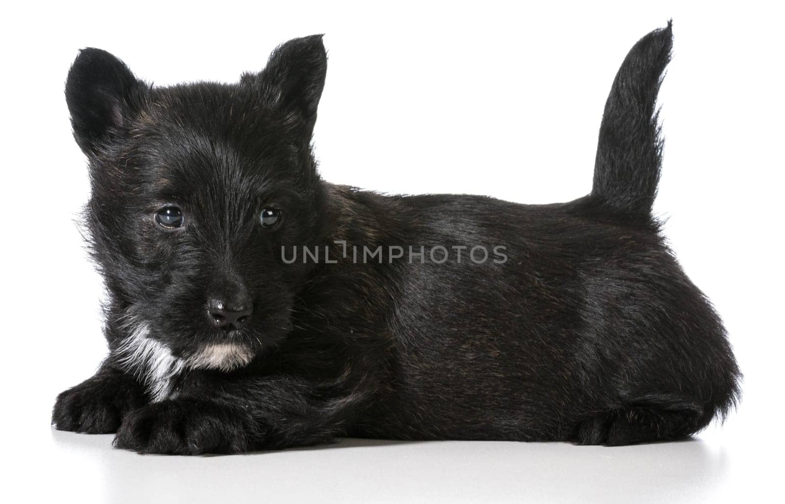 scottish terrier puppy laying down isolated on white background