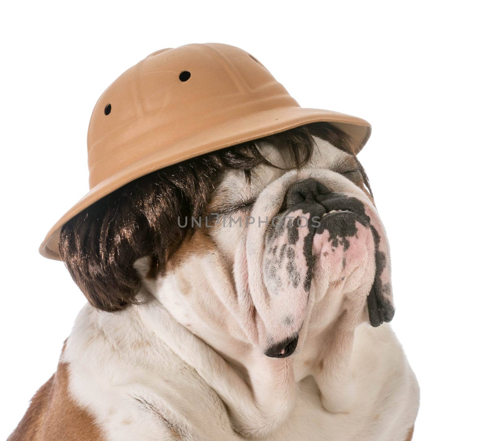 english bulldog wearing safari hat and wig