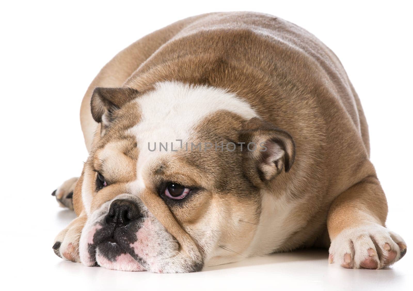 english bulldog laying down resting - 8 months old