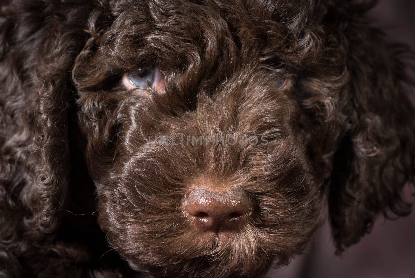 cute puppy - barbet puppy - 7 weeks old