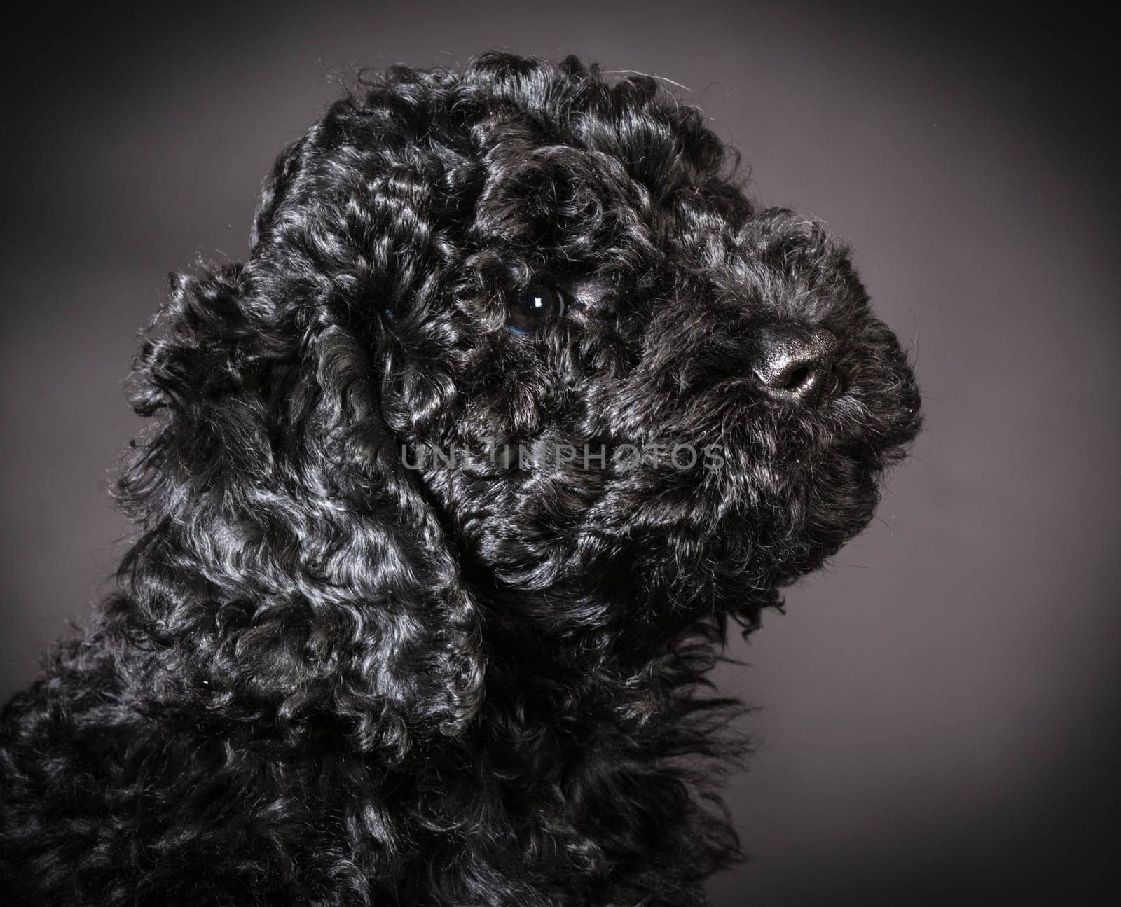 cute barbet puppy portrait on black background