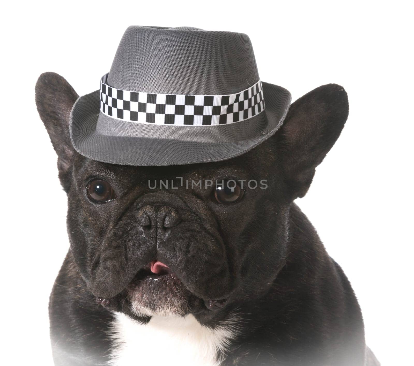 french bulldog wearing fedora hat