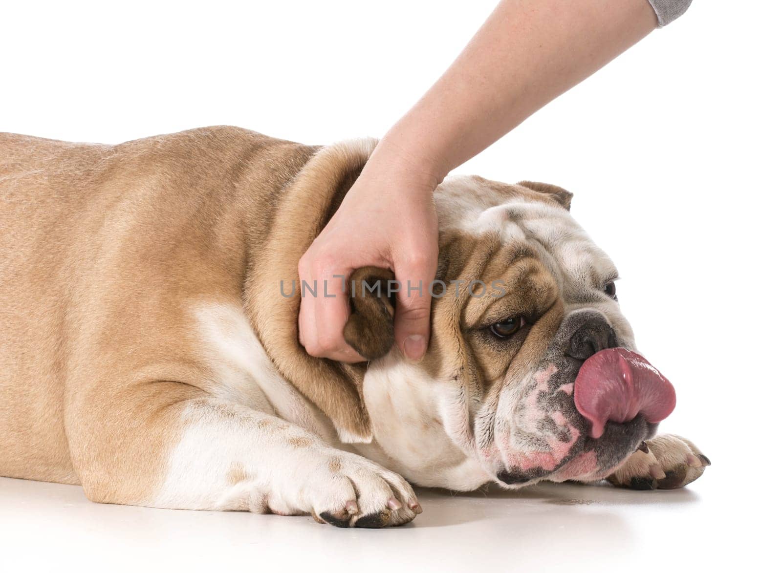 hand petting an english bulldog on white background
