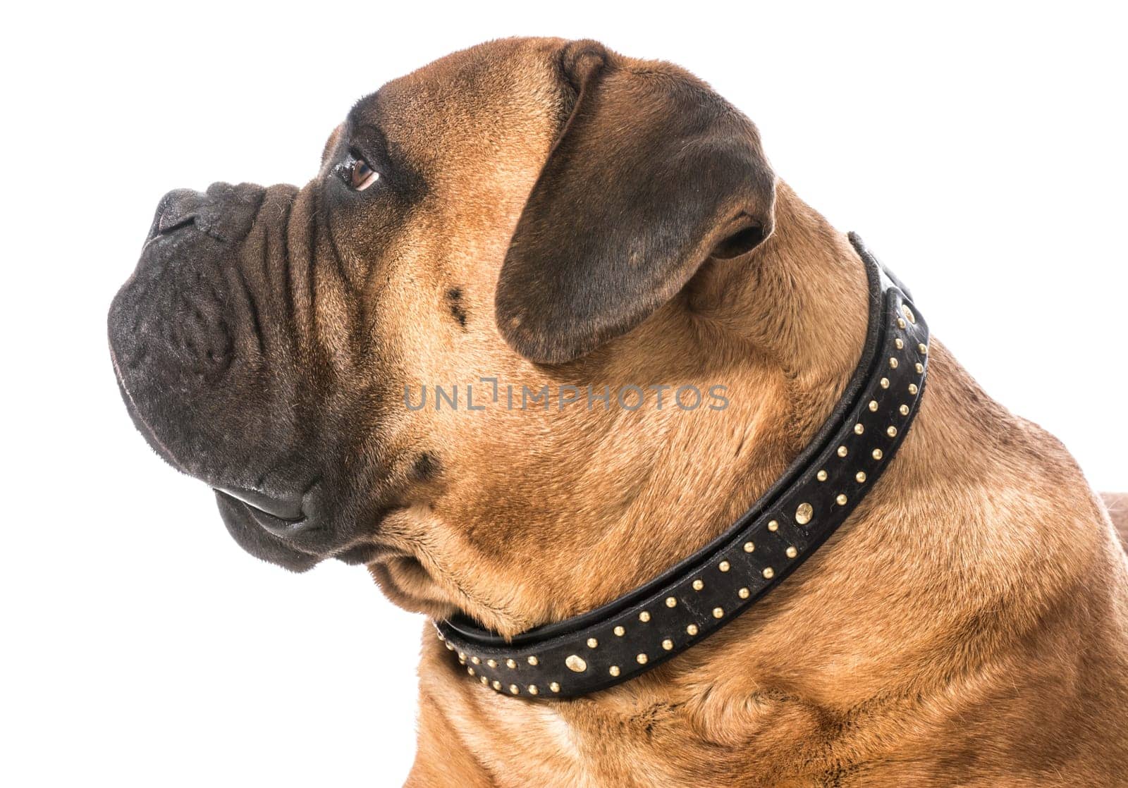 bullmastiff male portrait on white background