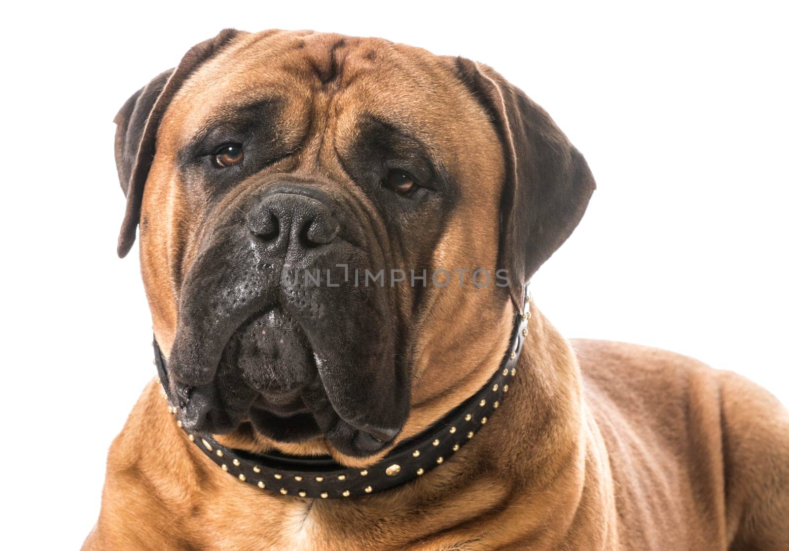 bullmastiff male portrait on white background