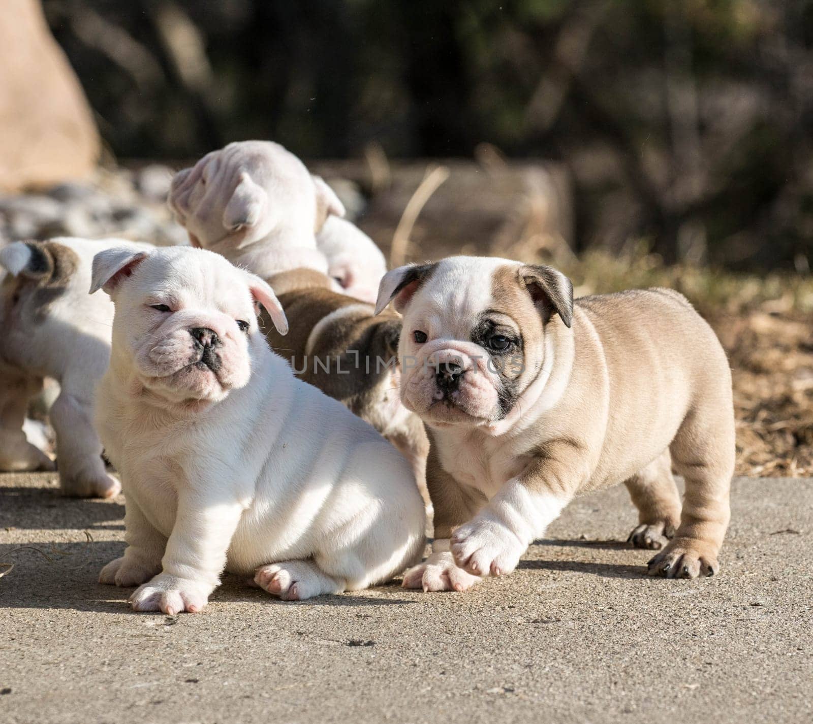 puppies playing - english bulldog litter outside