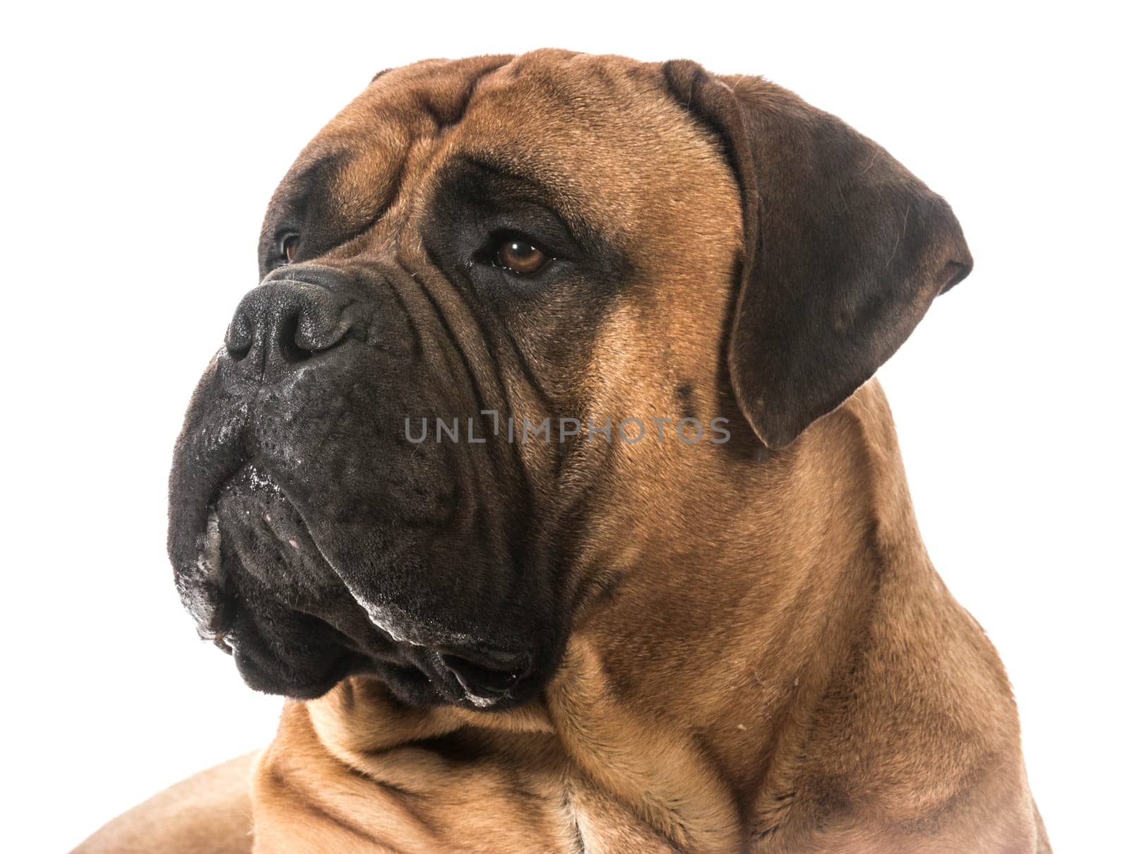 bullmastiff drooling on white background