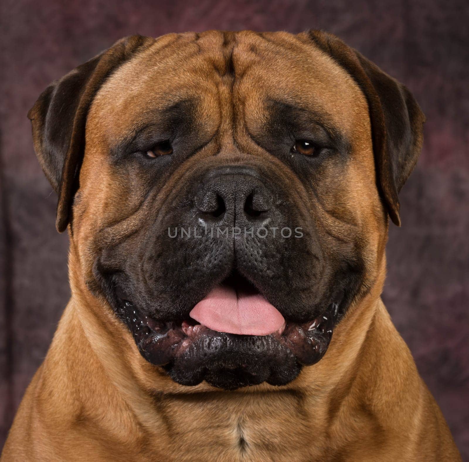 bullmastiff male portrait on purple background