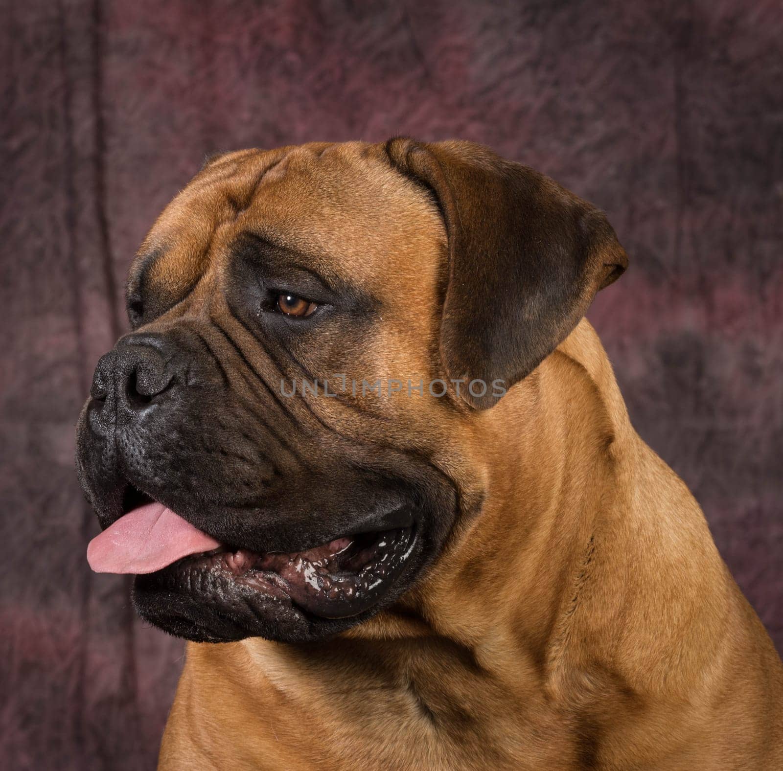 bullmastiff male portrait on purple background