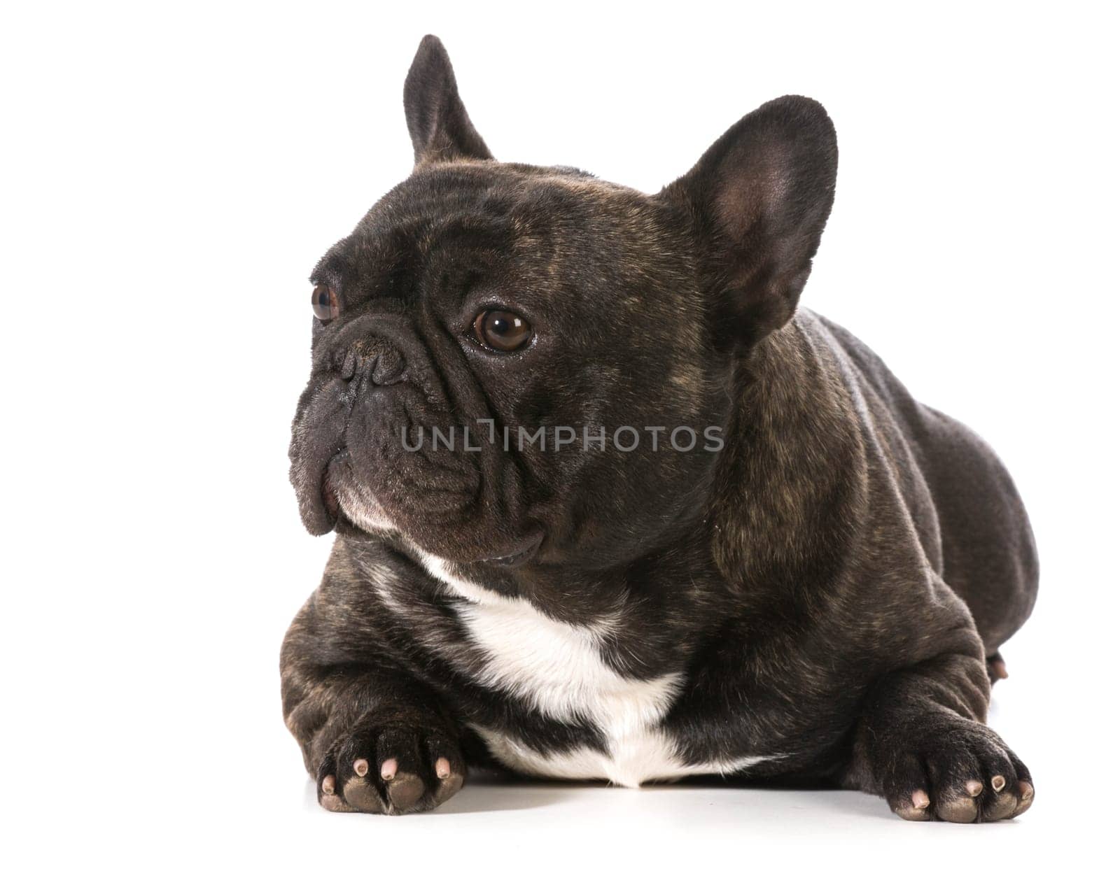 french bulldog laying down with head up
