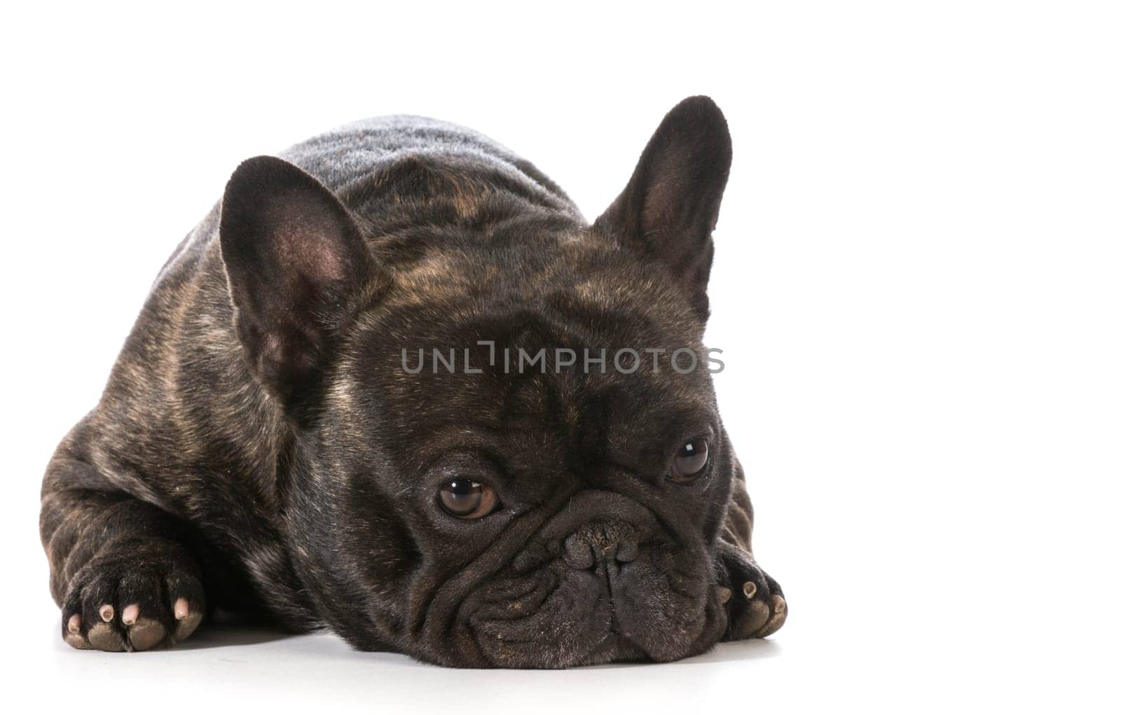 french bulldog laying down looking at viewer