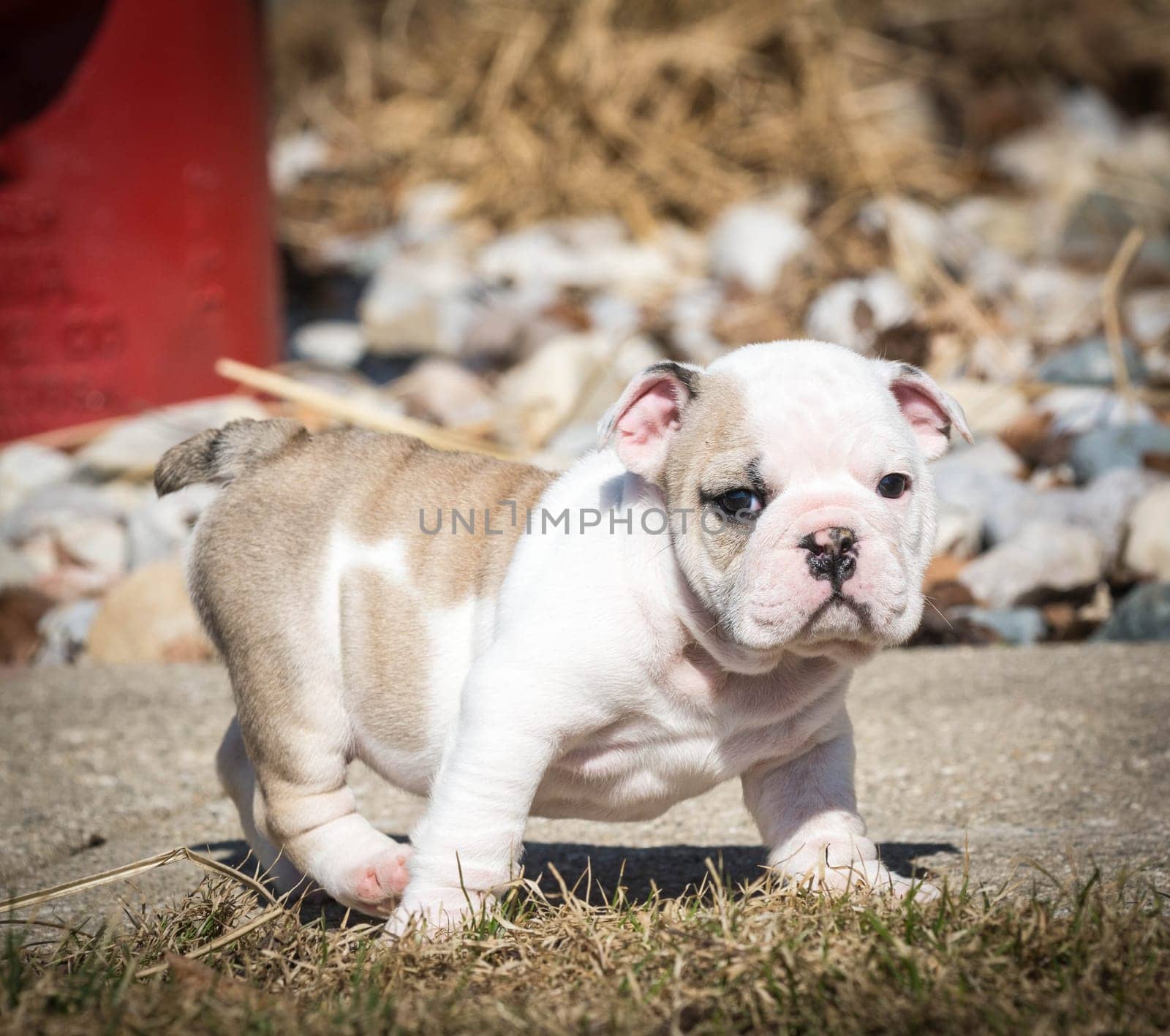 english bulldog puppy playing outside in the yard
