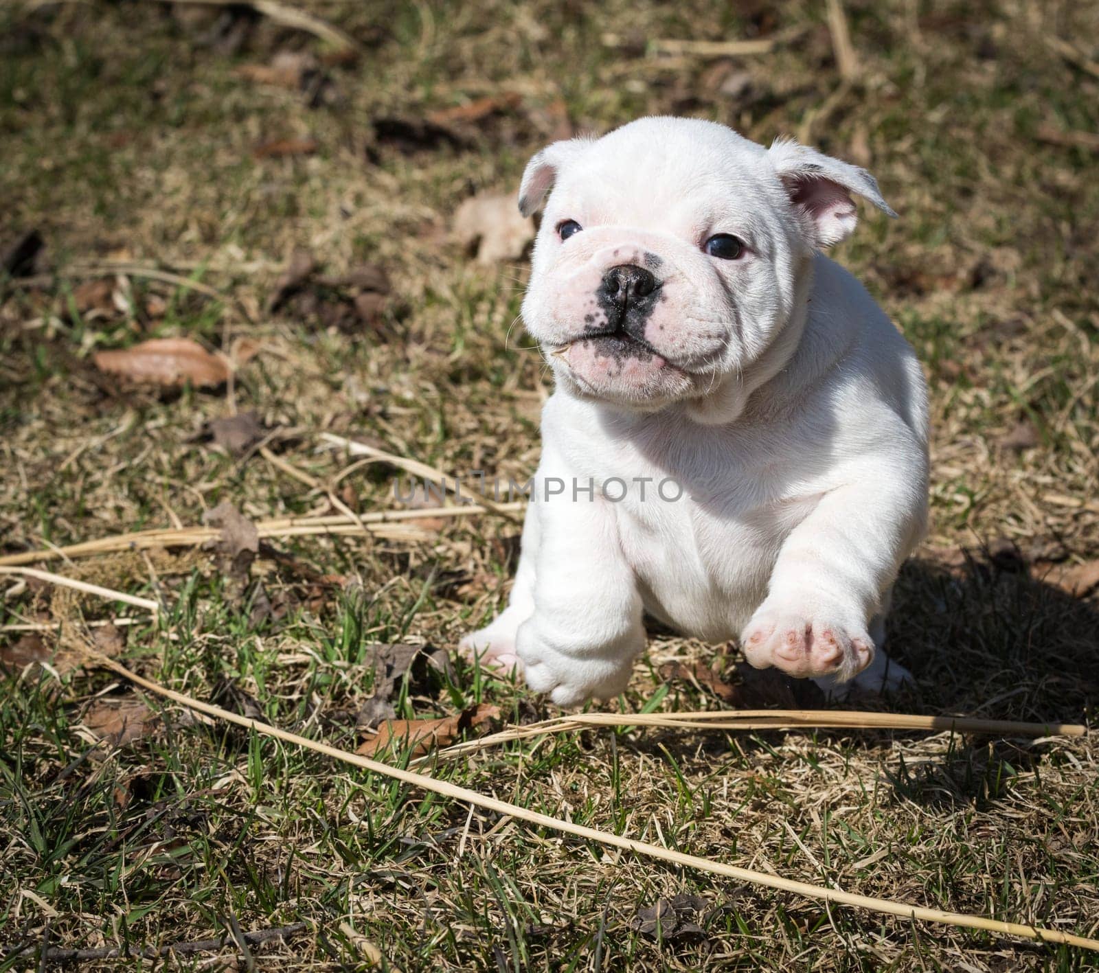 english bulldog pupy running outside in the grass
