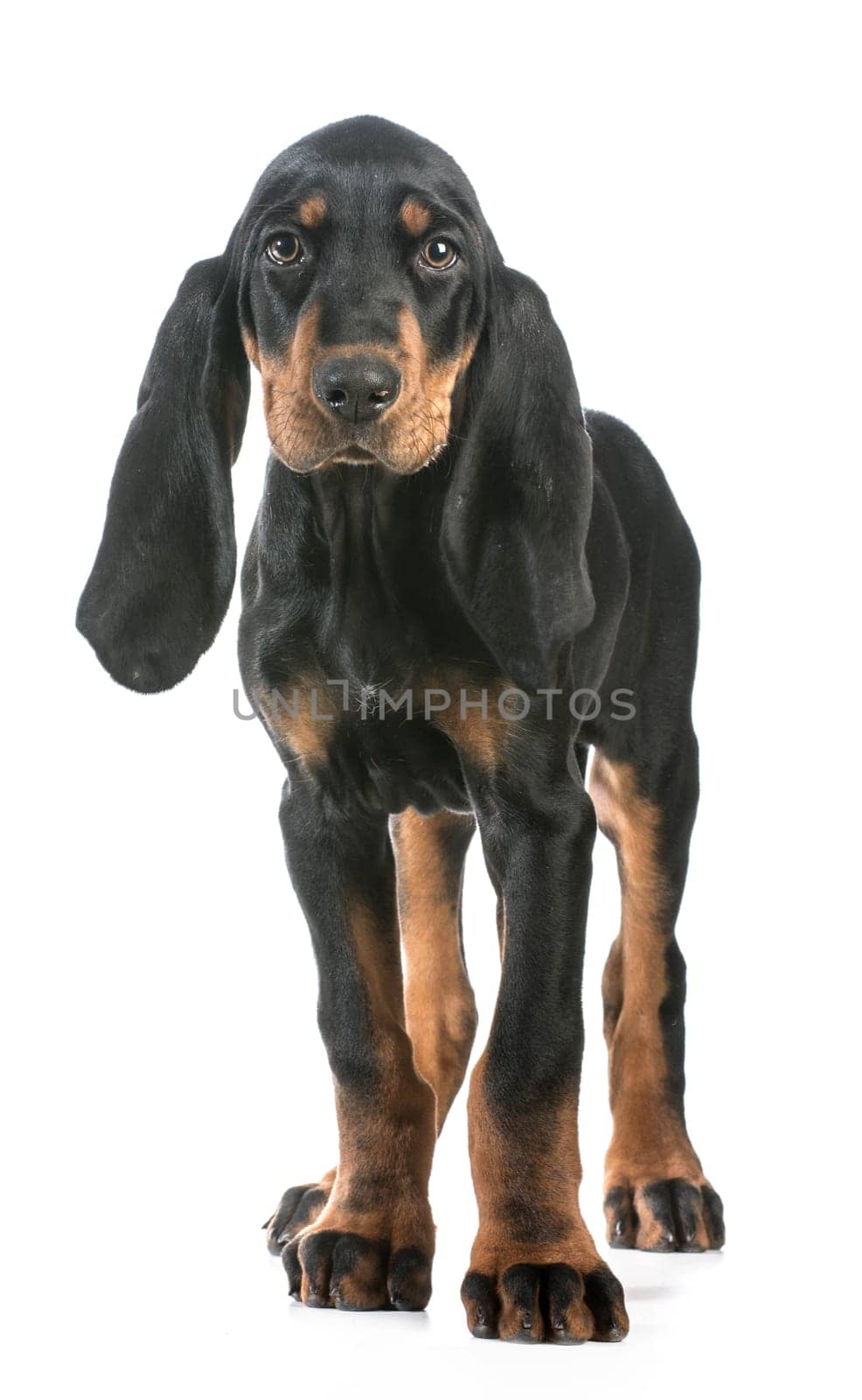cute puppy - black and tan coonhound standing looking at viewer on white background