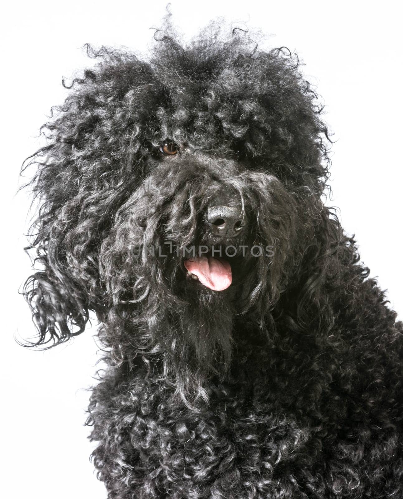 portrait of a barbet dog on white background