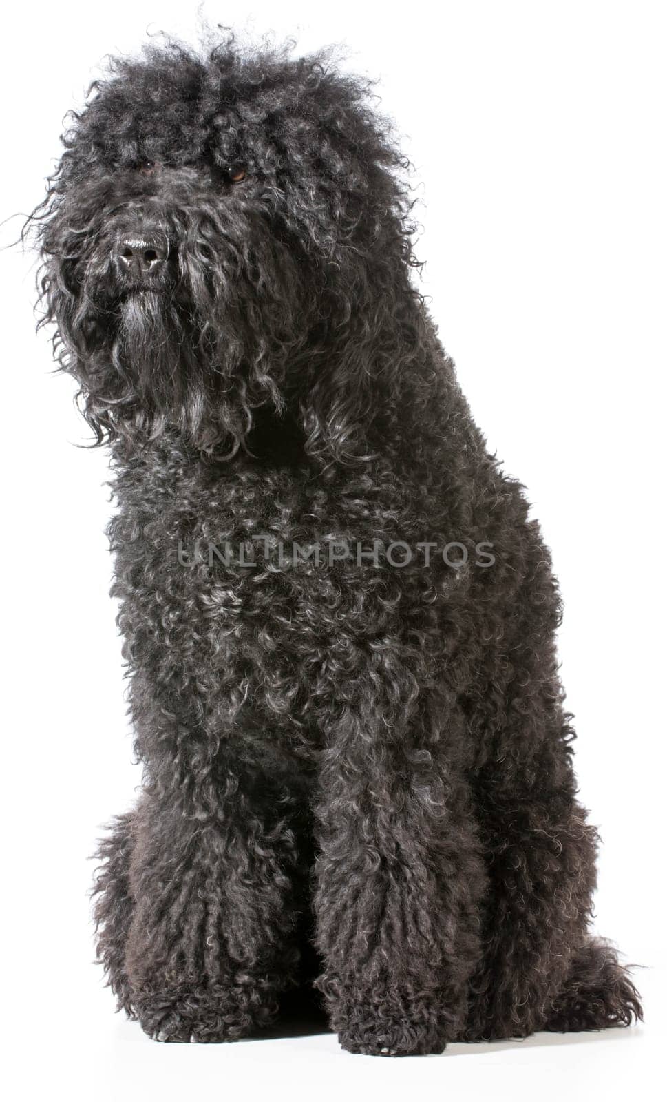 adult barbet sitting looking at viewer on white background