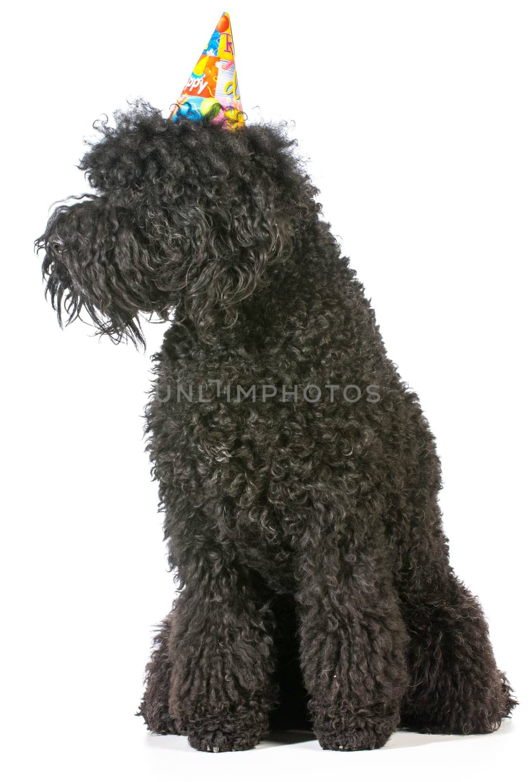 birthday dog - barbet wearing birthday hat on white background