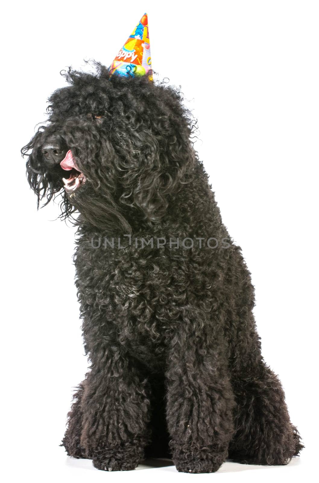birthday dog - barbet wearing birthday hat on white background