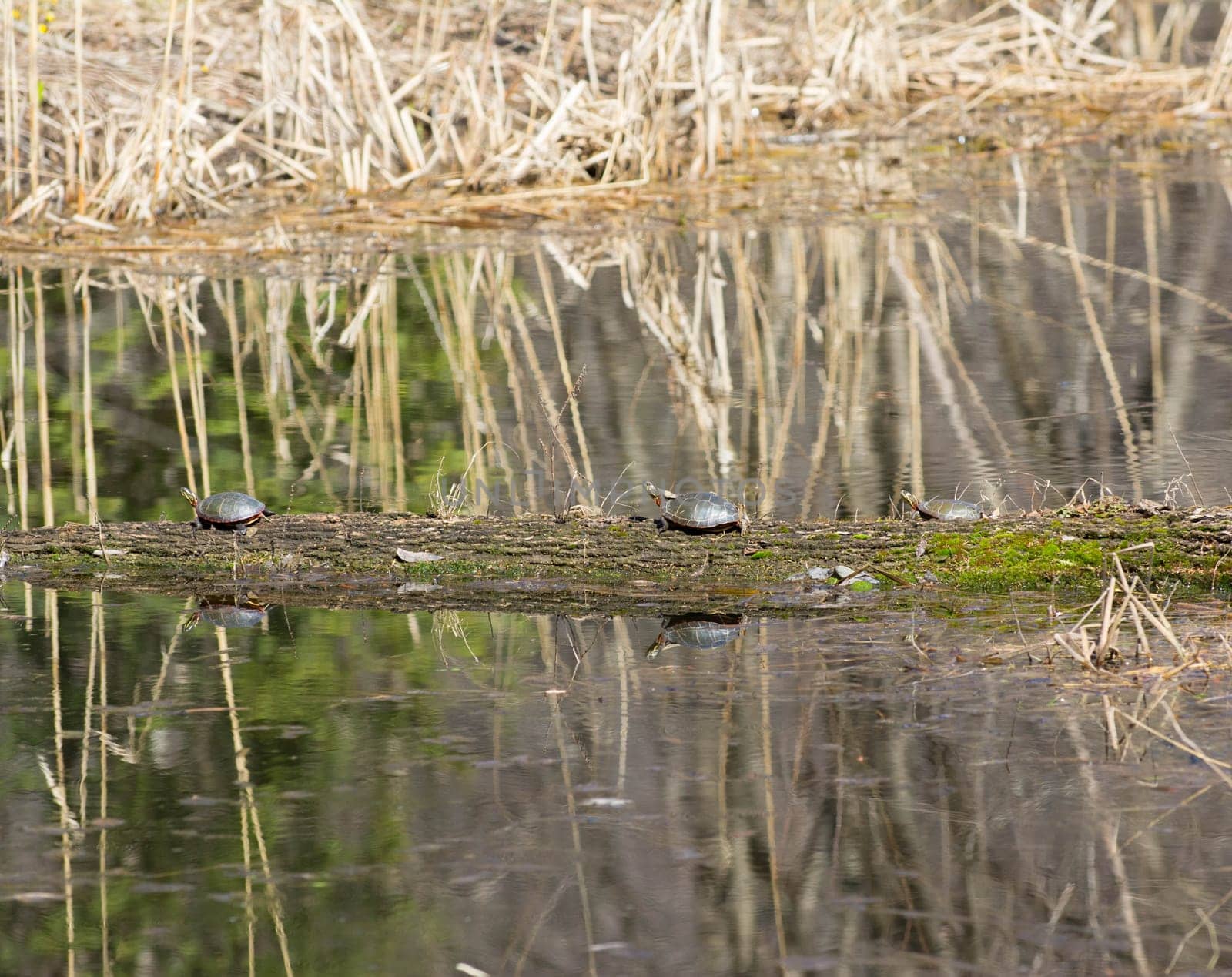three turtles sunbathing on a log in a marsh
