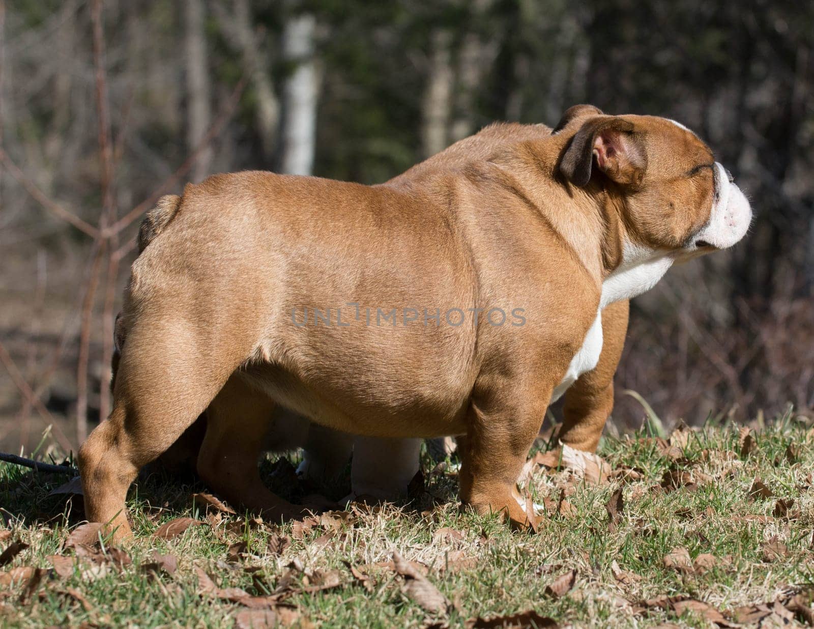 english bulldog puppy outside in the grass