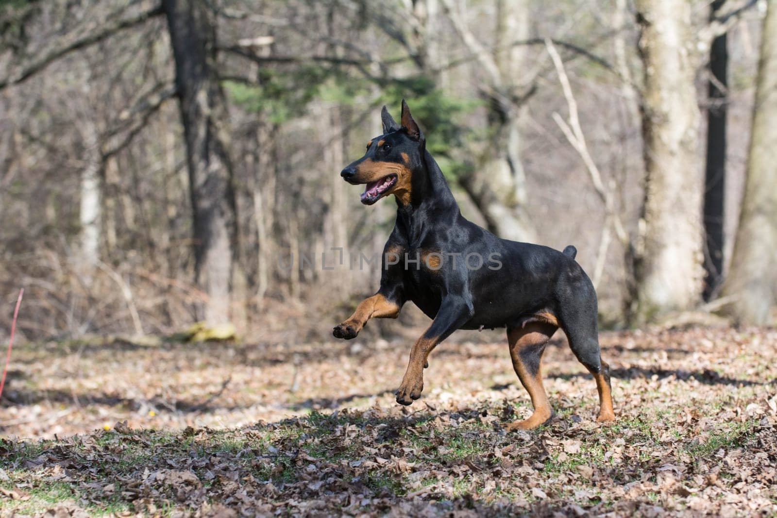 doberman pinscher running in the woods