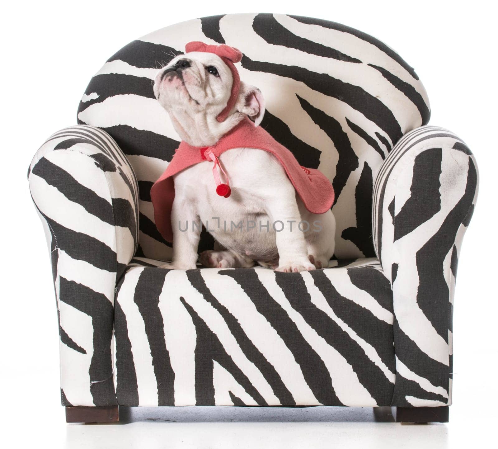 english bulldog puppy sitting on a chair on white background
