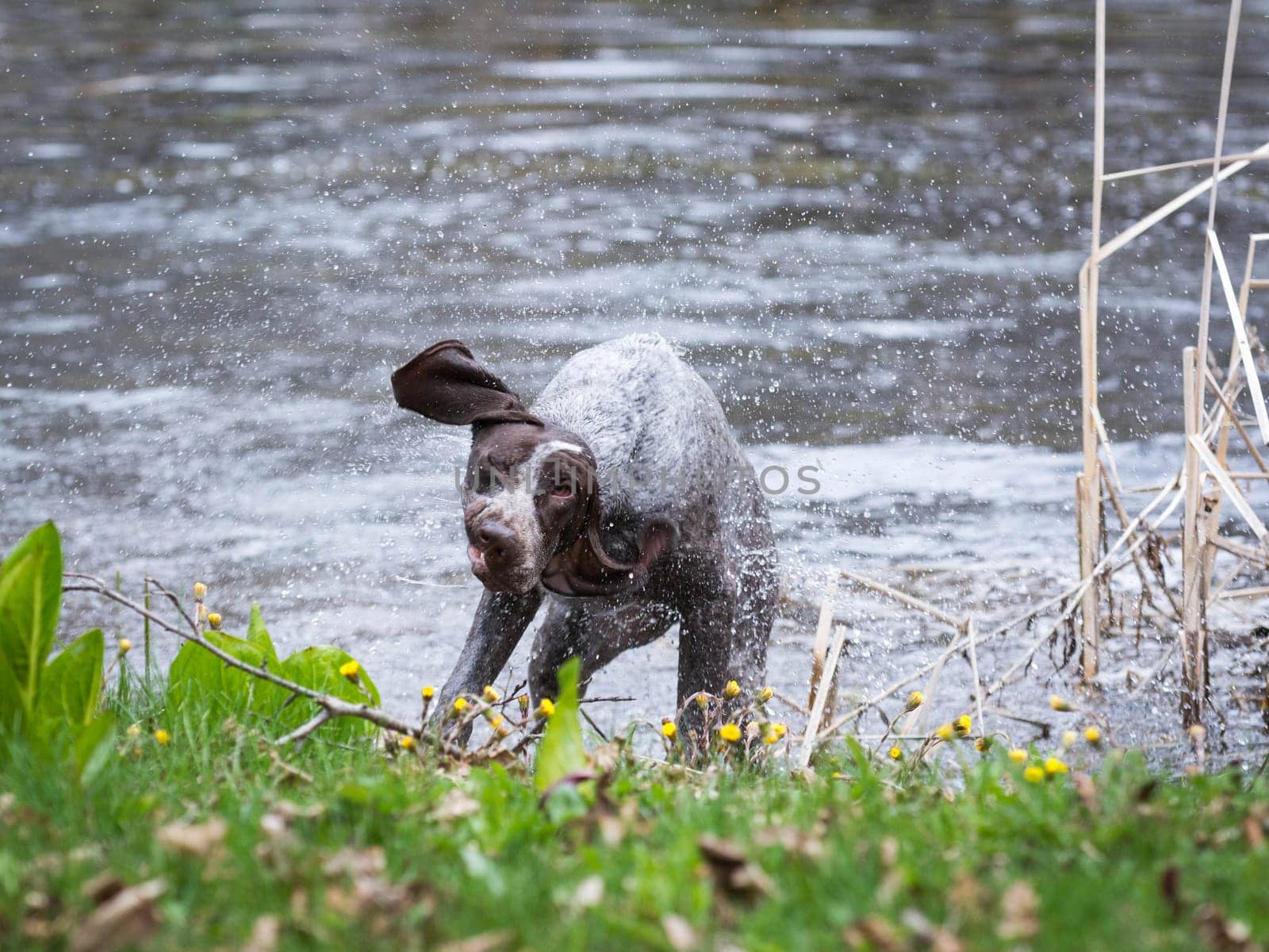 german shorthaired pointer shaking after a swim in a pond