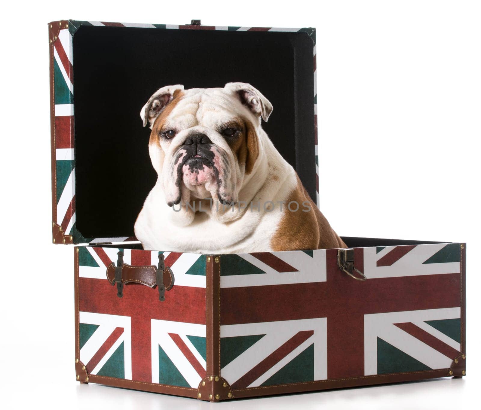 english bulldog sitting inside a british flag trunk