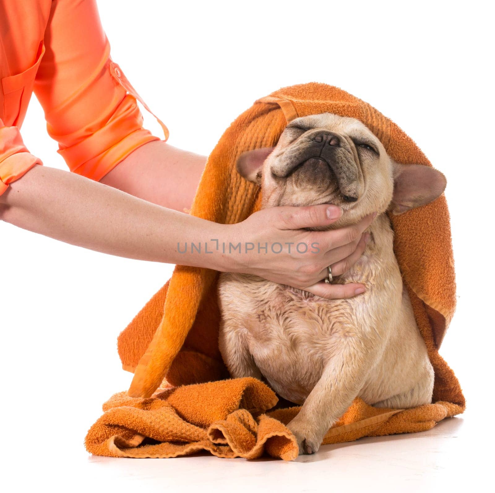 drying french bulldog off with a towel after bath