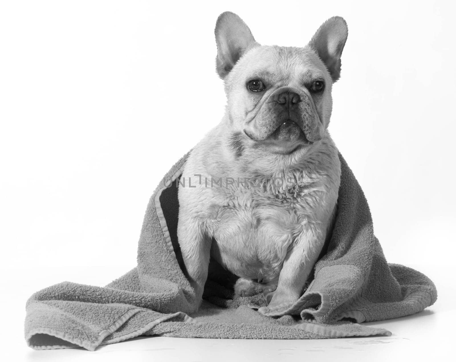 french bulldog after a bath with towel wrapped around